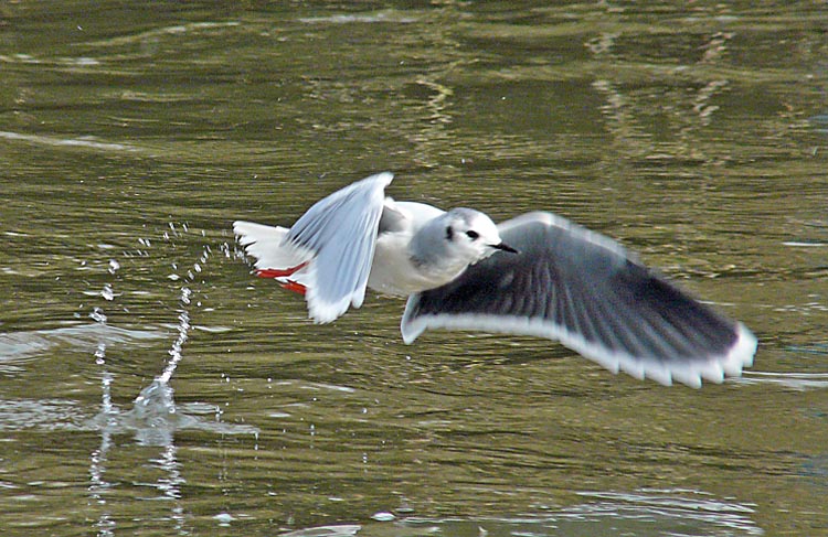 Little Gull, adult winter, Warks, March 2013