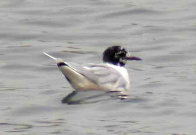 Adult Little Gull, Warks, April 2003