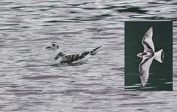 Juv Little Gull, Warks, Sept 2008