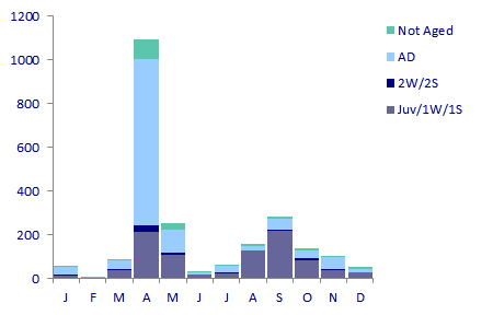 Monthly distribution of Little Gulls, 1986-2010