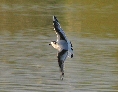 First-summer Little Gull, Warks, April 2005