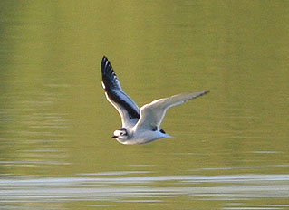 First-summer Little Gull, Warks, April 2005