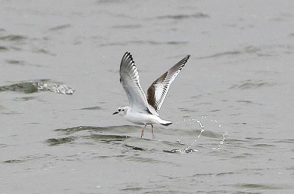 First-winter Little Gull, Warks, March 2008