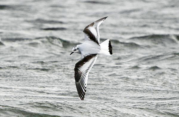 First-winter Little Gull, Warks, March 2008