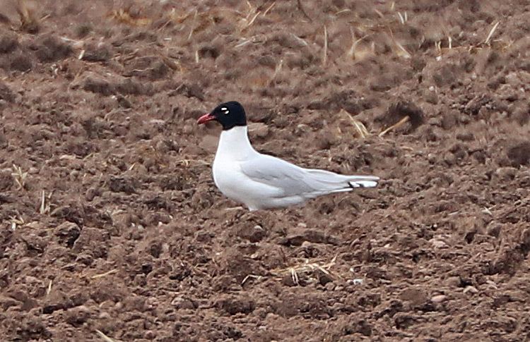 2S Med Gull, West Midlands, April 2019