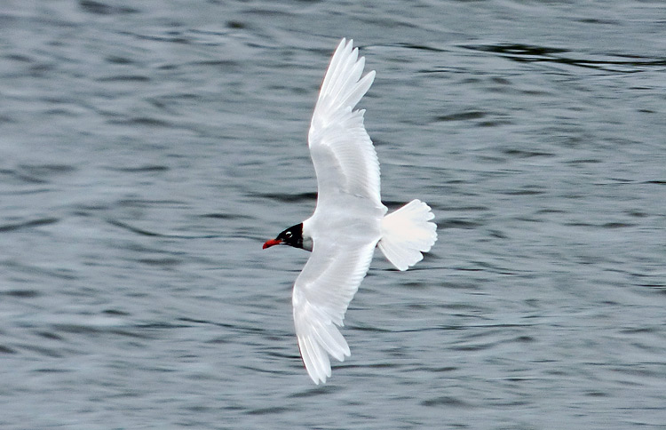 Adult Mediterranean Gull, WMids, July 2015