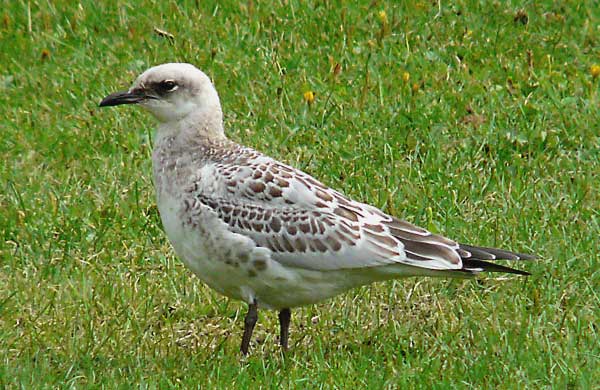 Juv Med Gull, WMids, Aug 2010