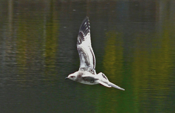 Juv Med Gull, WMids, Aug 2010