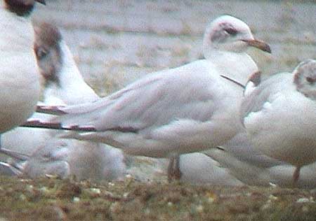 Mediterranean Gull, 1s/2w, Staffs, August 2003