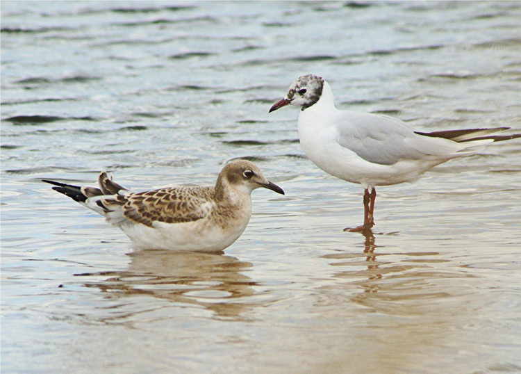 Juv hybrid Med Gull x Black-headed Gull