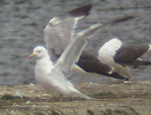 3cy or 4cy, West Midlands, July 2004