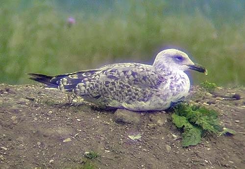 2cy Yellow-legged Gull, Warks, July 2006