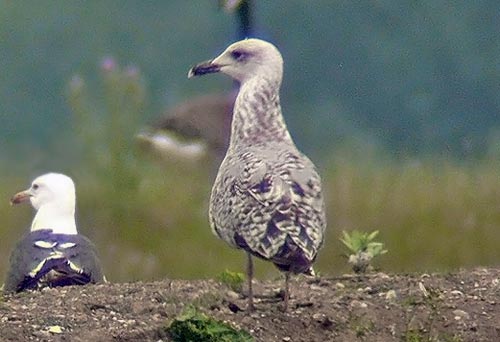 2cy Yellow-legged Gull, Warks, July 2006