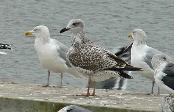 Yellow-legged Gull, 1cy, November 2010