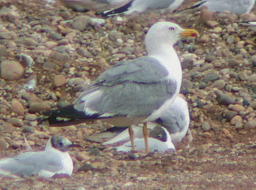 Adult Yellow-legged Gull 20-07-2003