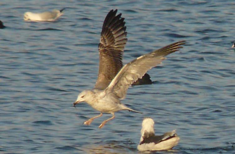 2W Yellow-legged Gull, Warks, Dec 2011