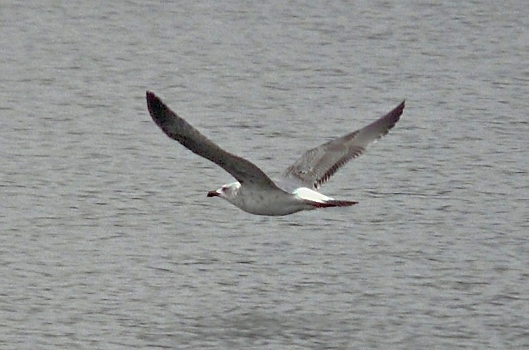 2cy Yellow-legged Gull, Warks, Nov 2012