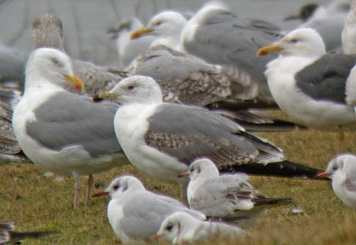 3cy Yellow-legged Gull, Warks, Feb 2007