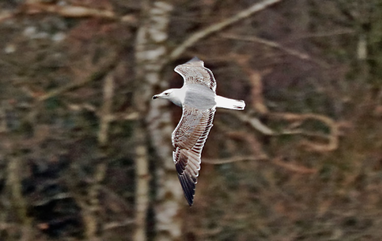 Yellow-legged Gull, 3cy, Feb 2022