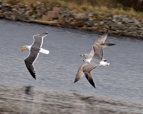 3cy Yellow-legged Gull cf 3cy Herring Gull, Feb 2022