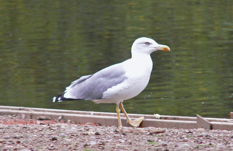Adult Yellow-legged Gul in primary moult