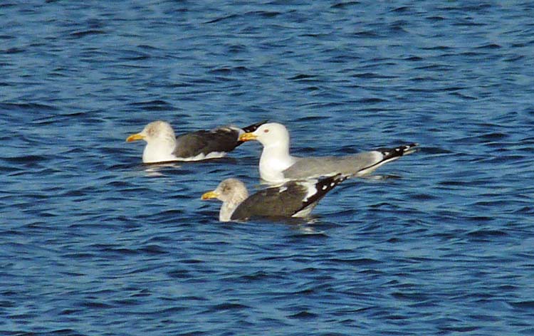 Yellow-legged Gull, Warks, December 22nd 2011