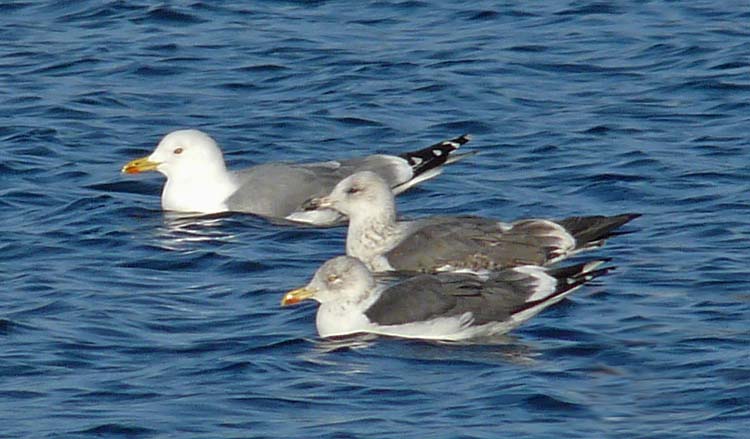 Yellow-legged Gull, Warks, December 22nd 2011