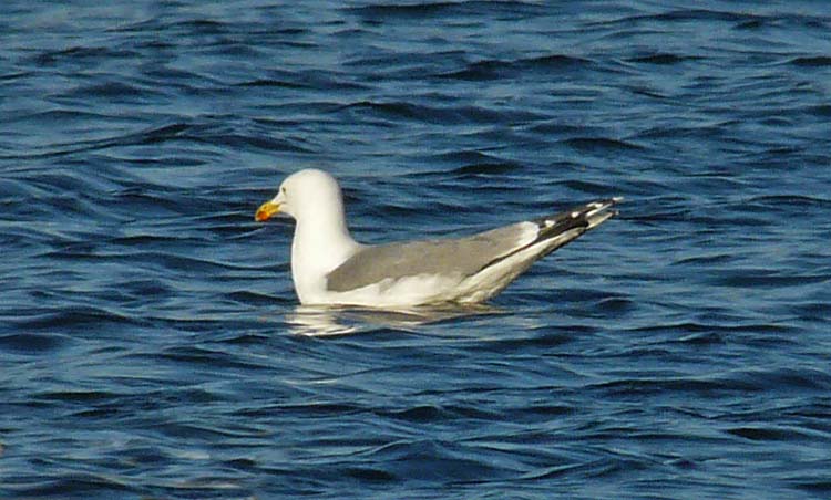 Yellow-legged Gull, Warks, December 22nd 2011