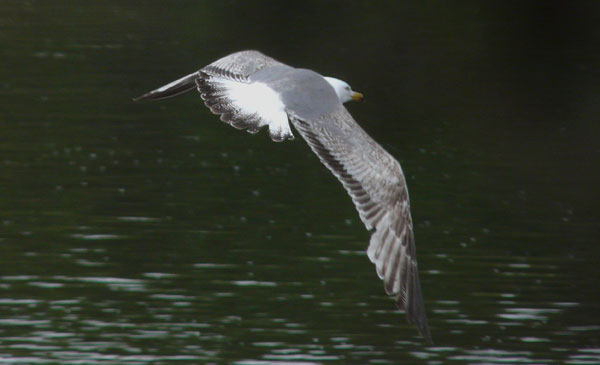 Yellow-legged Gull, 3cy, May 2010