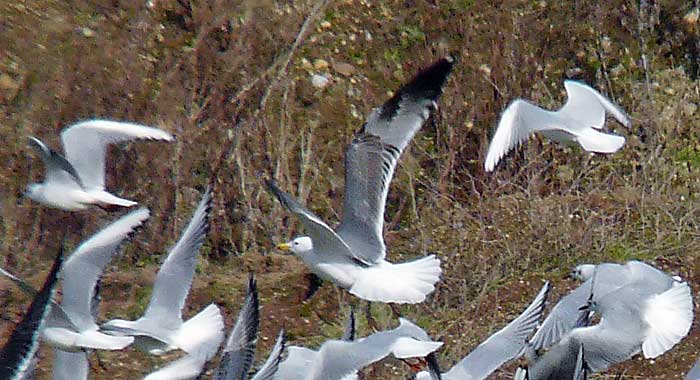 3W Yellow-legged Gull, Warks, Feb 2010