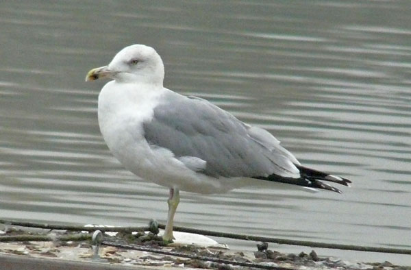 Yellow-legged Gull, 3cy, November 2010