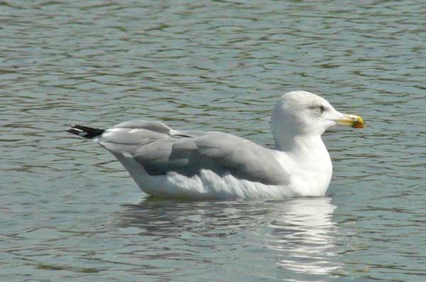 Yellow-legged Gull, 3cy, September 2010