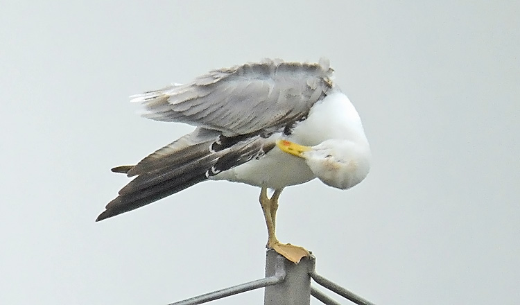 Yellow-legged Gull, 4cy, July 2013