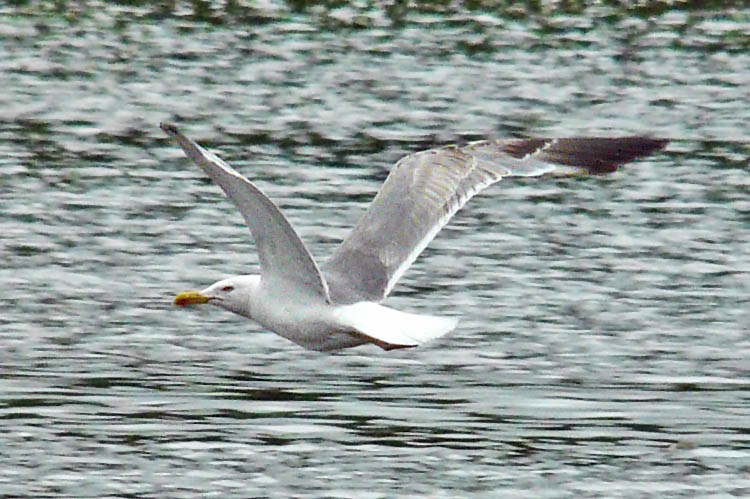 Yellow-legged Gull, 4cy, July 2013