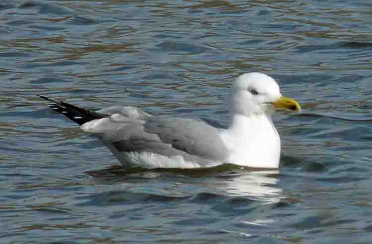 Yellow-legged Gull, 4cy, March 2011