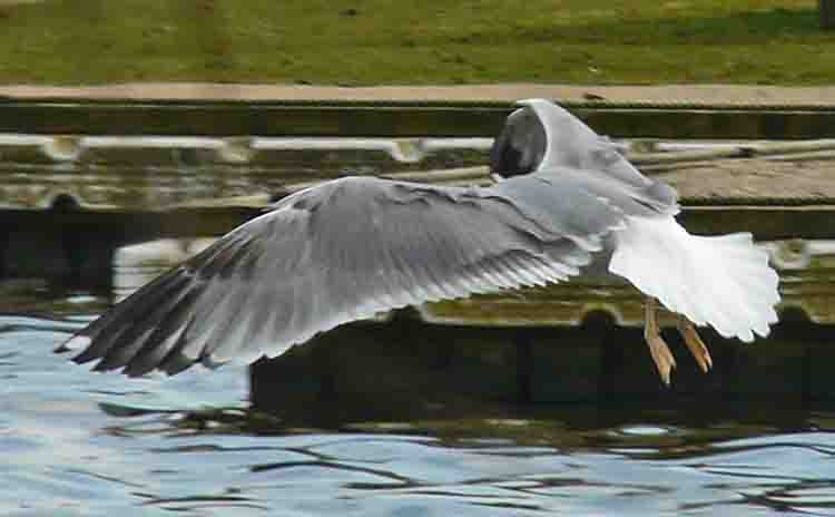 Yellow-legged Gull, 4cy, March 2011