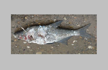 Bream, food item of Yellow-legged Gull