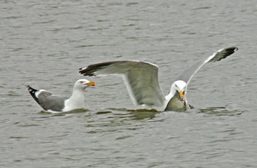 Yellow-legged Gull acquiring and feeding on fish