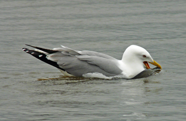 Yellow-legged Gull acquiring and feeding on fish