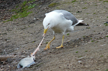 Yellow-legged Gull acquiring and feeding on fish