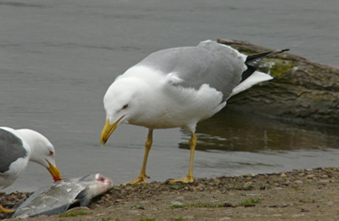 Yellow-legged Gull acquiring and feeding on fish