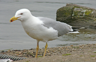 Yellow-legged Gull acquiring and feeding on fish