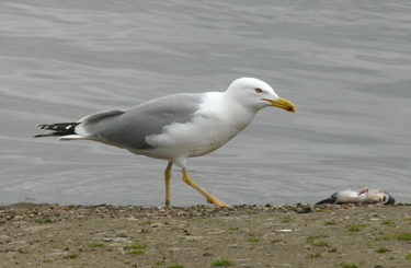 Yellow-legged Gull acquiring and feeding on fish