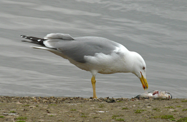 Yellow-legged Gull acquiring and feeding on fish