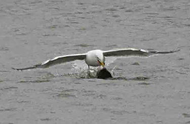 Yellow-legged Gull acquiring and feeding on fish