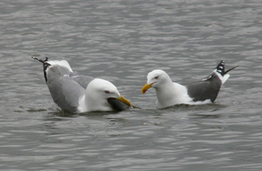 Yellow-legged Gull acquiring and feeding on fish