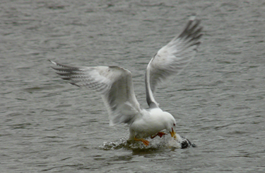 Yellow-legged Gull acquiring and feeding on fish