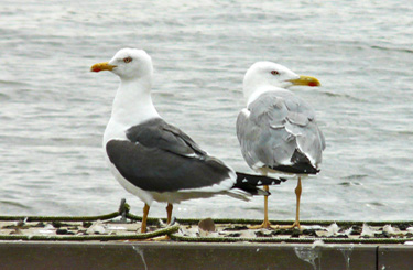 Yellow-legged Gull with LBB Gull, Warks, Aug 2012