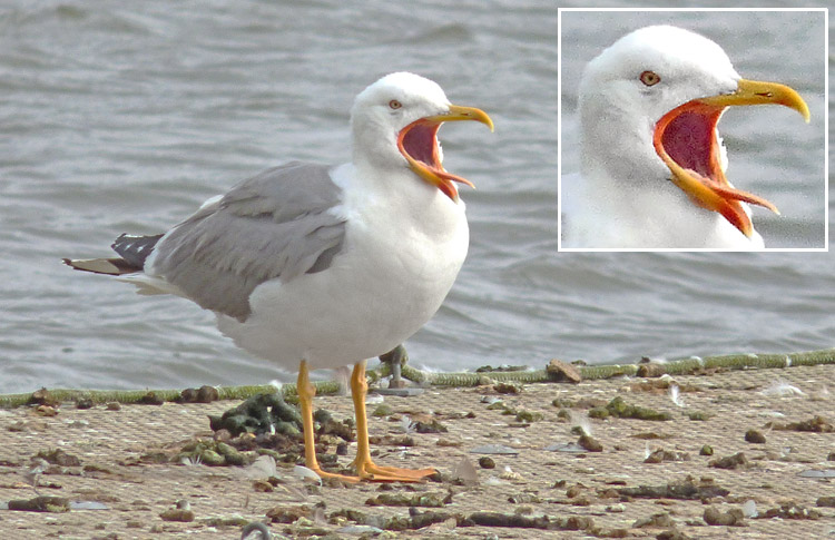 Yellow-legged Gull, Warks, July 2017