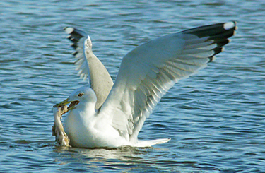 Yellow-legged Gull acquiring and feeding on fish